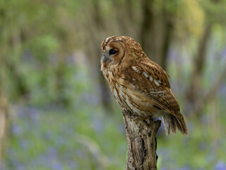 Tawny Owl Perched on a Post
