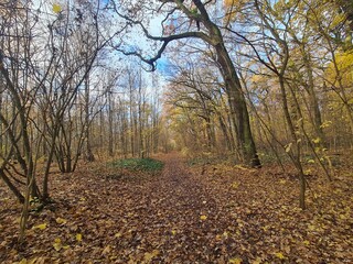 Fototapeta premium Der Plänterwald zur Herbstzeit in Berlin Treptow