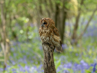 Tawny Owl Perched on a Post