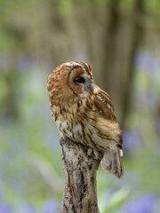Tawny Owl Perched on a Post