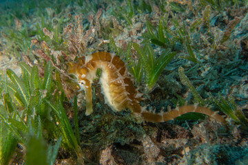 Sea Horse in the Red Sea Colorful and beautiful, Eilat Israel
