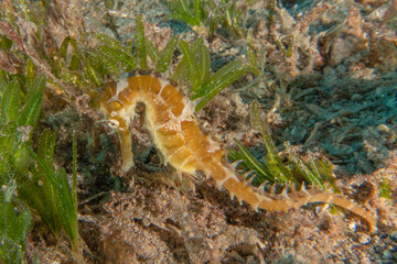 Sea Horse in the Red Sea Colorful and beautiful, Eilat Israel

