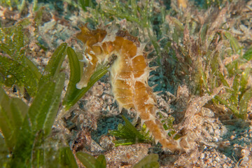 Sea Horse in the Red Sea Colorful and beautiful, Eilat Israel
