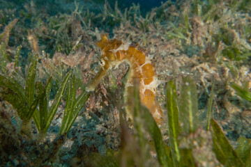 Sea Horse in the Red Sea Colorful and beautiful, Eilat Israel
