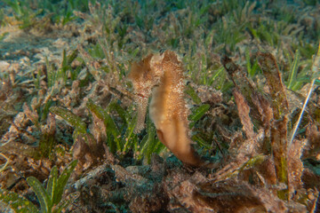 Sea Horse in the Red Sea Colorful and beautiful, Eilat Israel
