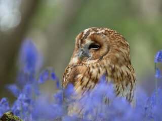 Tawny Owl Perched in the Bluebells