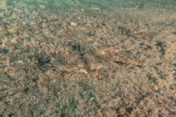 Fish swimming in the Red Sea, colorful fish, Eilat Israel
