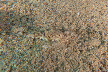 Fish swimming in the Red Sea, colorful fish, Eilat Israel

