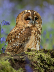 Tawny Owl Perched in the Bluebells