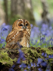 Tawny Owl Perched in the Bluebells