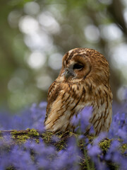 Tawny Owl Perched in the Bluebells