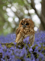 Tawny Owl Perched in the Bluebells