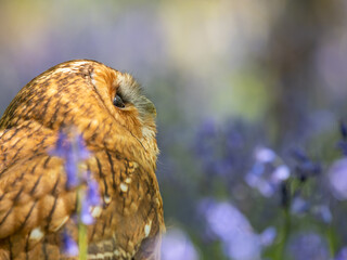 Tawny Owl Perched in the Bluebells