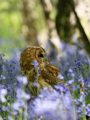 Tawny Owl Perched in the Bluebells