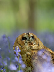 Tawny Owl Perched in the Bluebells