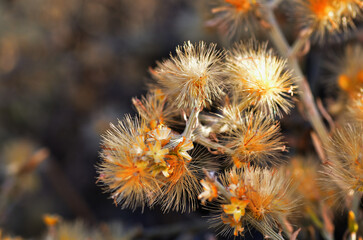 flowers in the desert, argentine Patagonia