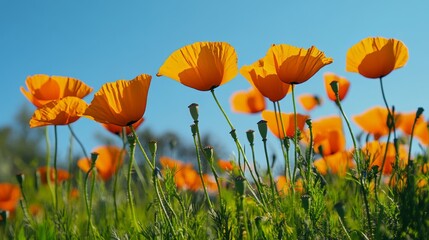 Obraz premium A close-up of vibrant orange poppies in a field of green grass, low angle shot, Naturalistic style