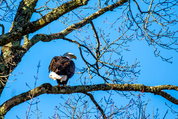 Adult bald eagle (Haliaeetus leucocephalus) in a tree with a blue sky