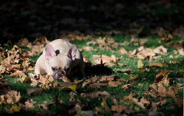 A charming bulldog lies on the green grass among yellow fallen autumn leaves in sunny weather and carefully studies.