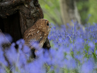 Tawny Owl Perched in the Bluebells