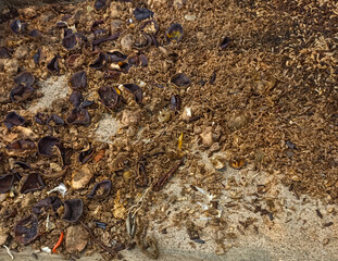 magot cultivation resulting from processing organic waste