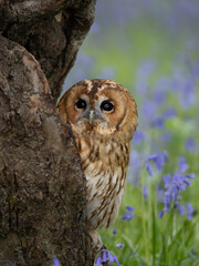 Tawny Owl Perched in the Bluebells