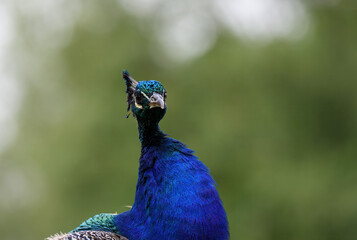 A vibrant peacock showcases its stunning plumage amidst a backdrop of greenery. Its feathers shimmer in the sunlight, highlighting rich blue and green hues