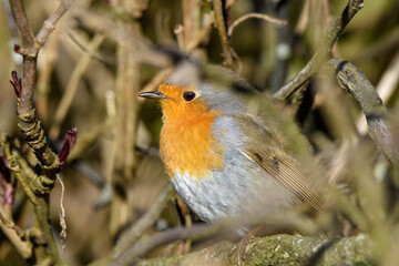 A small robin bird with an orange chest sits quietly among branches, blending into the scenery of a forest during daytime, showcasing its vibrant plumage