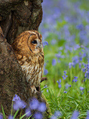 Tawny Owl Perched in the Bluebells