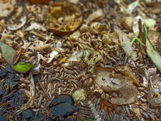 magot cultivation resulting from processing organic waste