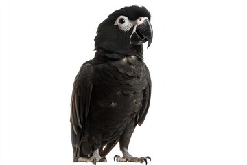 A Striking Black Macaw Parrot Stands Against White Background
