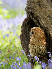 Tawny Owl Flying in a Bluebell Wood