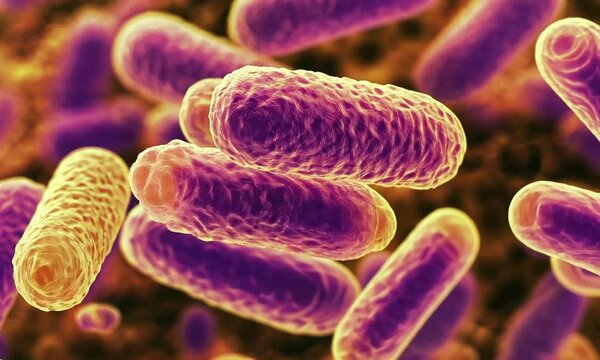 Microscopic Close-up of Rod-Shaped Bacteria, Possibly Escherichia coli