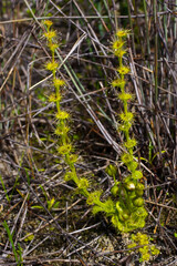Single plant of the fan-leaved sundew (Drosera platypoda) with sticky, greenish-yellow leaves, south-west Western Australia