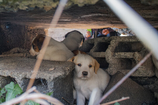 Cachorros de perro entre escombros en Bosnia y Herzegovina, una escena que muestra las dif&iacute;ciles condiciones de vida de los animales callejeros en &aacute;reas deterioradas