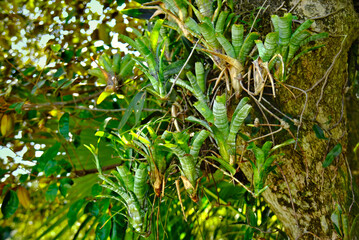 Broomellias (Neoregelia pauciflora) hanging from the tree