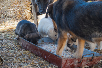 Un grupo de perros de la calle se alimenta de un cuenco gigante los alrededores de un vertedero  en Bosnia y Herzegovina. 