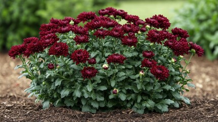 A bush of dark red chrysanthemums with multiple buds preparing to open in the garden.