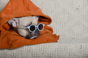 A charming bulldog pulled down the hood of a brightly colored sweatshirt and put on sunglasses