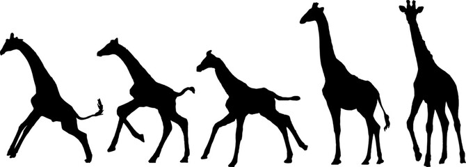 giraffe vector silhouette © Muflif