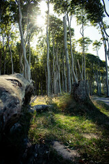 Baumstamm im Gespensterwald, Ostsee