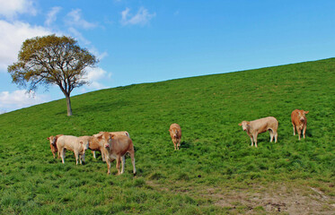 Haute Normandie, bétail au pâturage