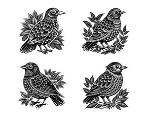 Fototapeta premium set of a bird black and white Silhouettes