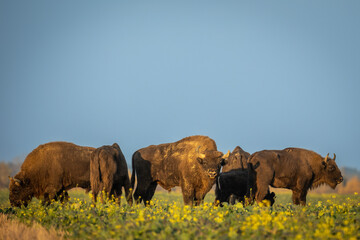 Fototapeta premium Mammals - wild nature European bison ( Bison bonasus ) Wisent herd standing on field North Eastern part of Poland, Europe Knyszynska Primeval Forest sundown evening photography