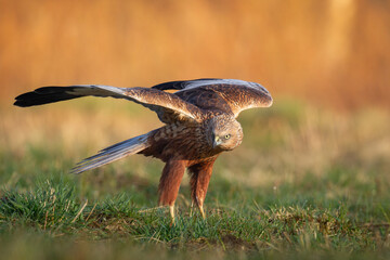 Birds of prey male Marsh harrier Circus aeruginosus, hunting time Poland Europe spring time April