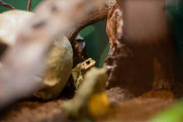 森の中のカエル