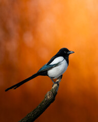 Bird - Common magpie Pica pica sitting bird, very smart and clever bird with black and white plumage on autumn sunset  red yellow warm background