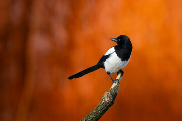 Bird - Common magpie Pica pica sitting bird, very smart and clever bird with black and white plumage on autumn sunset  red yellow warm background
