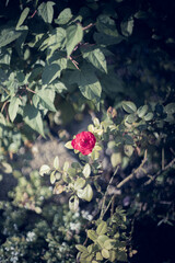 赤いバラの花