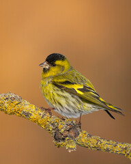 Bird Siskin Carduelis spinus male, small yellow bird, spring time in Poland Europe